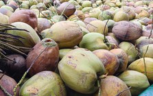 Giá dừa khô rớt thảm
