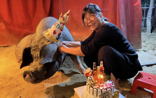 Sao Việt nuôi lợn ở biệt thự 1400 m² giữa phố cổ, nói 1 câu về chuyện để lại tài sản cho con quá bất ngờ