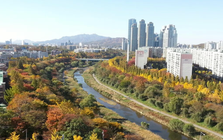 Từ cống rãnh đến dòng chảy xanh: Câu chuyện hồi sinh sông suối ở Hàn Quốc