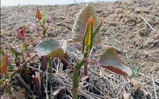 Loài cây là "ác mộng kinh hoàng" khiến các chủ đất “mất ăn mất ngủ”: Rễ đâm thủng cả bê tông, phá hủy hết móng nhà