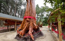 Vì sao cây gỗ Kim Tơ Nam Mộc có thể được bán với giá hơn 934 tỷ đồng/cây nhưng không ai dám trồng?