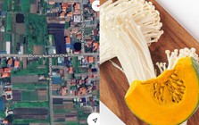 Kỳ lạ những con đường tên Nấm Kim Châm, Bí Đỏ,... tại Hà Nội