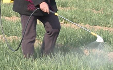 9 loại rau quen thuộc của người Việt dễ ngậm nhiều thuốc trừ sâu nhất, muốn ăn phải biết cách rửa