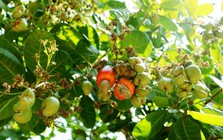 Bí mật dưới lòng đất của Cuba khiến DN Việt Nam quyết định trồng 2.500ha, kỳ vọng biến thành "thủ phủ"