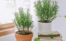 3 loại cây vừa đuổi rắn, vừa trấn trạch, mang lại phong thủy tốt không ngờ cho gia chủ