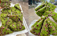 Tưởng là matcha nhưng không phải: Món bánh "xanh mướt" dẻo quẹo đang khiến hội chị em mê đồ Trung lùng sục
