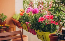 4 loại cây không bao giờ nên trồng ở ban công dù đẹp đến mấy