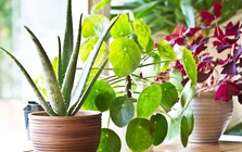 3 cặp cây không nên trồng cạnh nhau dù nhà chật đến mấy