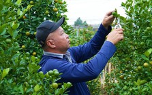 Đào, quất Tết 2026: Chưa có khách mua, nông dân Hà Nội đã dự đoán lợi nhuận sẽ giảm 15% bởi một lý do