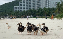 Tình hình hiện tại của đàn vịt dạt vào resort của ông Phạm Nhật Vượng: 6.000 lượt bình luận khiến Vinpearl Nha Trang phải căng não