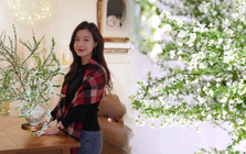 Thú chơi hoa "củi khô nở ra tuyết trắng": Giá bình dân nhưng khí chất sang chảnh, cắm một bình chơi cả tháng Giêng