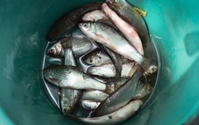 Món ăn chế biến từ cá "dẫn lối" cho ung thư: Thích tới mấy cũng phải dè chừng