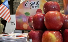 500 container táo Mỹ sắp đổ bộ chợ Tết Việt