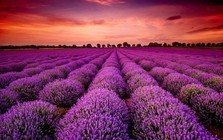 Một mã cổ phiếu bốc đầu kịch trần liên tiếp sau thông tin "ông lớn" âm nhạc rót vốn