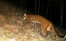 Đặt 120 bẫy ảnh, sau hơn 2 tháng chuyên gia bất ngờ phát hiện loài vật hiếm từng vắng bóng nhiều năm