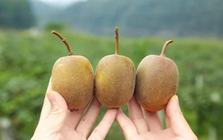 5 loại quả là "kem dưỡng ẩm tự nhiên", cứ ra chợ là thấy: Vừa ngon, giàu dinh dưỡng lại tăng cường miễn dịch