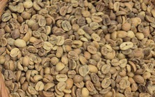 Giá cà phê hôm nay 19-12: Giảm phiên thứ 6 liên tiếp