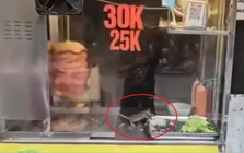 Sốc: Video chuột thản nhiên gặm rau, thịt trong tủ bánh mì ở Hà Nội