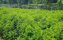 Loại rau Việt từng được trồng làm hàng rào nay thành “cây tiền tỷ”: Ngọt như mì chính, bổ ngang sâm