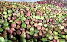 Trung Quốc ồ ạt thu mua một 'sản vật' triệu USD của Việt Nam, nước ta là nhà xuất khẩu lọt top 10 thế giới