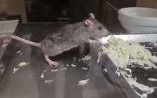 Clip chuột ăn rau trong tủ bánh mì ở Hà Nội khiến người xem rùng mình: Chủ quán giải thích