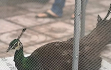 Bàn giao cá thể chim công lục quý hiếm nằm trong Sách đỏ