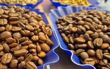 Giá cà phê hôm nay 20-12: Giảm phiên thứ 7, tiêu thụ cà phê tăng kỷ lục