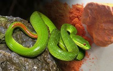 Đây là loại mùi đến rắn độc cũng sợ hãi: Dân gian dùng từ lâu nhưng cực kỳ nguy hiểm nếu làm sai