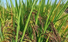 Sau Cuba, Việt Nam tiếp tục đem nhiều loại gạo gây sốt sang trồng tại Nam Mỹ, vừa chuyển giao cả giống lúa lẫn kỹ thuật canh tác