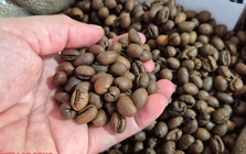 Giá cà phê hôm nay 21-12: Về lại mốc 90.000 đồng/kg