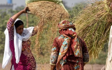 Loạt quốc gia ngừng nhập khẩu, gạo Thái Lan bất ngờ đón tin vui: Một cá mập vừa mua nửa triệu tấn gạo, giá lên tăng cao nhất hơn 7 tháng