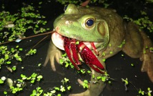 Cơn sốt 300.000 tấn ếch trâu tại Trung Quốc và ba loại "chi phí ngầm" đang khiến giới chuyên gia đau đầu