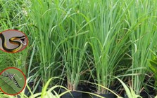 Cả muỗi lẫn rắn đều “khiếp sợ” loại cây này, nhà trồng càng nhiều càng an tâm