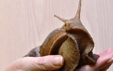 Mỹ tốn triệu đô bất lực trước ốc sên châu Phi, Trung Quốc tìm ra cách biến "kẻ xâm lăng" thành mỏ vàng kinh tế