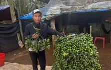 Động thái của thương lái Trung Quốc khiến giá cau tươi lao dốc