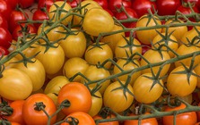 Loại cà chua này giúp chống 6 loại ung thư, nhưng ăn sai cách chẳng khác nào “tự hại thân”, thèm mấy cũng nên tránh