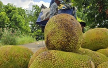 Thêm một loại trái cây phổ biến của Việt Nam được xuất khẩu chính ngạch sang Trung Quốc
