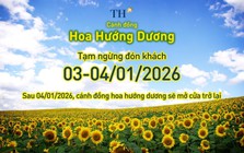 Cánh đồng hướng dương TH tạm đóng cửa ngày 3-4/1/2026
