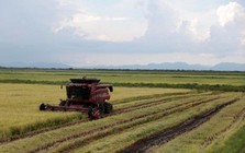 Giống lúa Việt Nam gây sốt, đích thân Đại sứ Cuba tìm đến tận ruộng của nông dân Việt để tìm hiểu