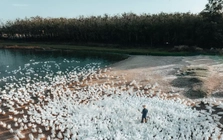 Đẹp ngỡ ngàng 'lốc xoáy' vịt trắng muốt ở Tây Ninh