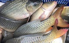 5 loại cá vào “mùa vàng”: Thịt chắc, ít tanh, ngon nhất chợ