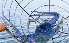 Mặt hàng của Việt Nam khiến Mỹ "mê tít", có quốc gia còn tăng nhập khẩu gần 1.000%