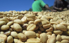 Một loại nông sản Việt Nam vừa làm một điều 35 năm chưa từng có