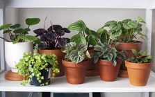 9 loại cây không nên trồng trong nhà kẻo mang lại phiền toái