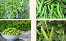 Loại hạt như 'viên bổ não', ngon hơn thịt, tốt hơn trứng, đi chợ thấy nhớ mua