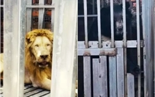Thái Lan giải cứu gấu, sư tử bị nhốt trong sòng bạc ở biên giới Campuchia