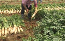 Việt Nam có loại củ được ví như “nhân sâm mùa đông”: Luộc hay kho đều ngon, Đông Y coi là thuốc tự nhiên