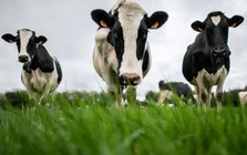 Trung Quốc ‘trả đũa’