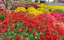 Hoa kiểng Tết đổ về TP.HCM dù mới Noel