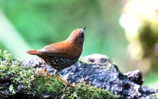 "Chớp" được hình ảnh chưa từng có về "kho báu sống" hiếm bậc nhất Việt Nam